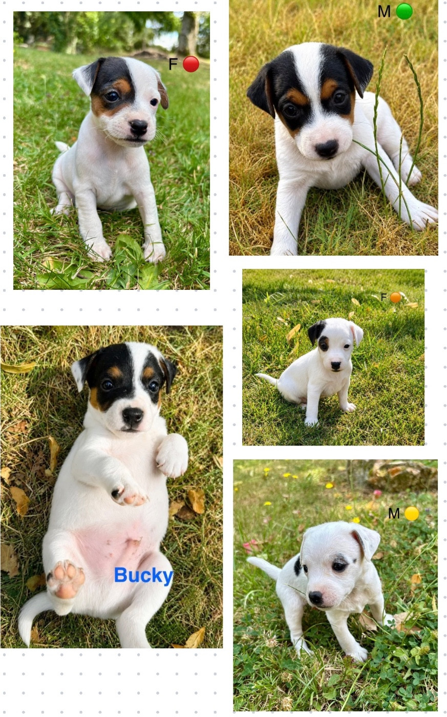 Chiot Parson Russell Terrier Domaine De La Vallee Du Petit Morin