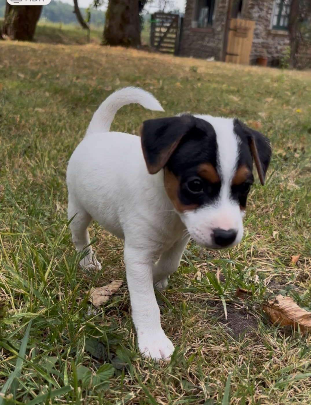 Domaine De La Vallee Du Petit Morin - Chiots disponibles - Parson Russell Terrier