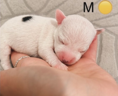 Chiot N°2