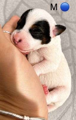Chiot N°3
