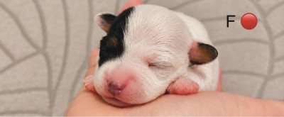 Chiot N°4