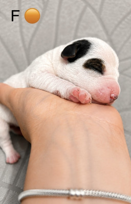 Chiot N°5