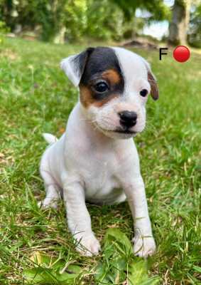 Chiot N°4