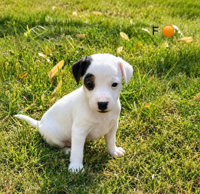 Chiot N°5