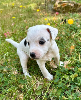 Chiot N°2